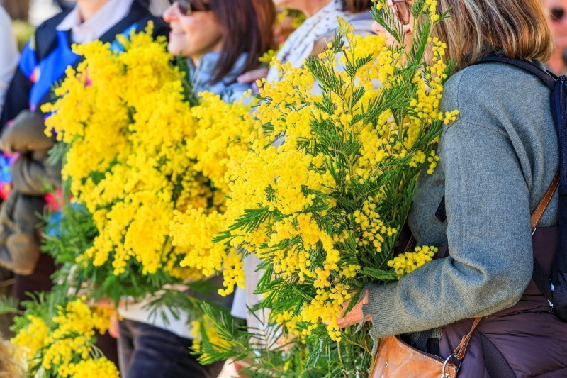 Billetterie et Activit&eacute;s Mimosa