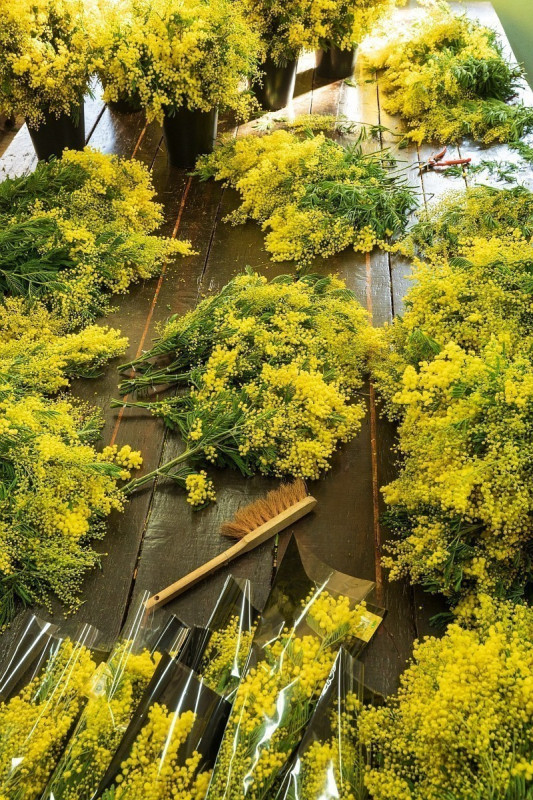 mandelieu-004385-bd-1724 mandelieu-004385-bd-1724