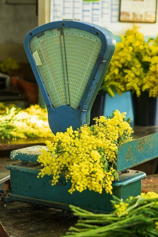 mandelieu-004399-bd-1-1726 mandelieu-004399-bd-1-1726